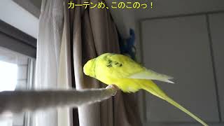 カーテン向かってに憂さ晴らしをする🐤セキセイインコ、チャッピー　Chappie the budgie goes to the curtain to relieve his stress