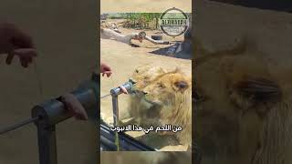 هذه الفكرة عبقرية و ممتعة 😮🦁!! #ترند #اكسبلور