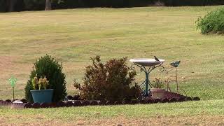 Double Splash: Backyard Bird Bath Bonanza #BirdBath #BackyardBirds #BirdWatching #FeatheredFriends