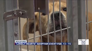 Winnebago County Animal Services hosts reduced-fee canine adoption event