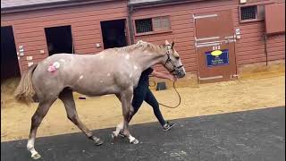 Havana Grey ex Springing Baroness Walk