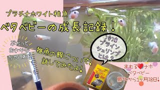 冷凍ブラインシュリンプを試してみたよ！～孵化から１ヶ月半すぎたプラチナホワイトベタベビー～ #aquarium #アクアリウム #飼育 #ベタ #自家繁殖 #繁殖 #ブラインシュリンプ