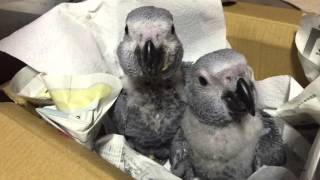 あどけなく戯れながら挿し餌を待つヨウム雛たち African Grey Parrot