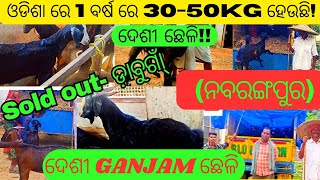 88- ଦେଶୀ ଗଂଜାମ ଛେଳି DABUGOAN \