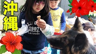 ハイサイ♪沖縄銘菓でシェパードマック・秋田犬そうすけ、感激ですねOkinawa sweets japan