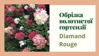 Обрізка волотистої гортензії Diamand Rouge. #ОбрізкаГортензій, #DiamantRouge, #gardenlife ,