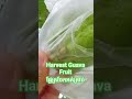 naturalguavafruit ផ្លែត្របែកអត់គ្រាប់ guava naturalfruit yummyfruits packaging harvest nature