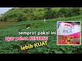 SEMPROT PAKAI INI || Supaya Pohon KENTANG Lebih KUAT dan KOKOH