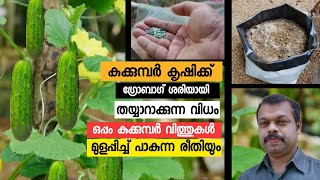 കുക്കുമ്പർ കൃഷി ചെയ്യാൻ ഗ്രോ ബാഗ് തയ്യാറാക്കുന്ന വിധം | growing cucumbers at home using grow bags