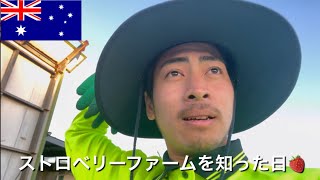 ストロベリーファームで過去一腰が痛くなりました。             【ワーホリ】【オーストラリア】【vlog】