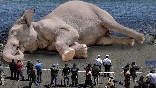 The Biggest Elephant in The World is Bigger Than 3 Storey Building