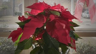 Poinsettia Revival