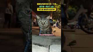 狸花猫，喵喵界永远的神。#china #惊人 #shorts