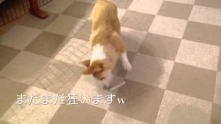 歯みがきガムを上げると大興奮大回転するコーギー花さん　Pembroke Welsh Corgi