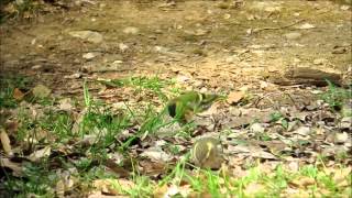 マヒワ　Eurasian Siskin　2013