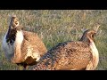 Greater Sage Grouse, Centrocercus urophasianus, northwest of Denver, CO, USA, 28 Apr 2018 (5/10)