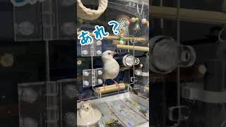 外に出れない文鳥アルちゃん【Java sparrow】#short