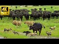 4K African Animals: Greater Kruger National Park - Harsh Reality Of Animals In Wild With Real Sounds