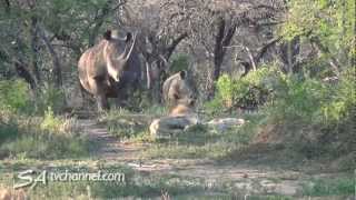 Wild Encounter: Rhinos Stir Sleeping Lions 🦏🦁