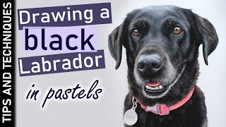 How to draw a black Labrador in pastels | Drawing fur tips