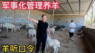 内蒙养殖户养羊军事化管理，100只羊各个膘肥体壮，羊羔白白胖胖