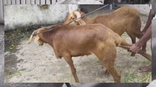 HYDERABADI BAKRA