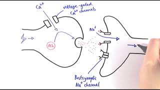 A2 Biology - Cholinergic synapses (OCR A Chapter 13.5)