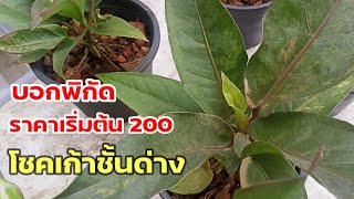 บอกพิกัด#โชคเก้าชั้นด่าง ราคาถูกสุดๆ เริ่มต้น200฿