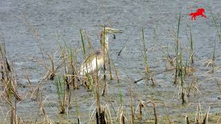 นกยางกรอกพันธุ์จีน Chinese Pond Heron