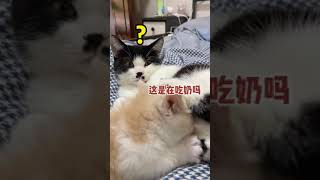 【麻蛋和丑丑】我这辈子就没这么无语过#猫咪的迷惑行为