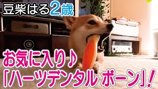 豆柴犬「はる」２歳！お気に入り♪「ハーツデンタル ボーン」(^-^; Shiba dog her favorite hearts dental bone