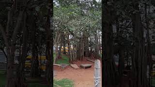 Hrishikesh in big banayan tree(2)