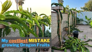 My costliest MISTAKE ever growing Dragon Fruits - A Noob's Mistake