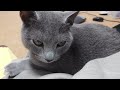 【猫動画】ふみふみして甘えたのに、爪が長いのがバレてしまったロシアンブルー【russianblue】russian blue with long nails