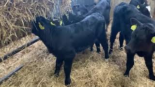 20 ABERDEEN ANGUS HEIFERS