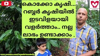 കൊക്കോ കൃഷി... റബ്ബർ കൃഷിയിൽ ഇടവിളയായി വളർത്താം.. നല്ല ലാഭം ഉണ്ടാക്കാം .