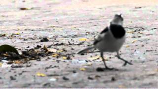 白鶺鴒 Pied Wagtail