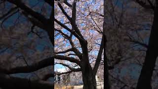 大分市大野川の桜吹雪　Beautiful shower of cherry blossoms by the Ono river in Oita city