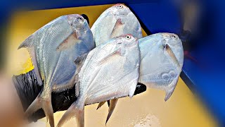 병어회 , 병어세꼬시 , 득템 , 선도 좋음 , Silver pomfret , butter fish