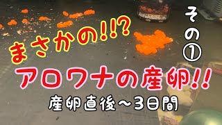 まさかの!!? アロワナが産卵‼  その①  産卵後の様子～3日間