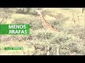 CLICK VERDE | Disminuye dramáticamente ejemplares de Jirafas en Kenia, África