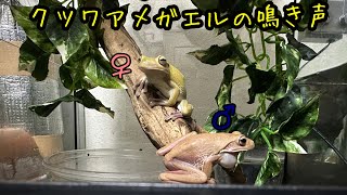 イエアメガエルとクツワアメガエルの鳴き声\u0026ツノガエルを添えて