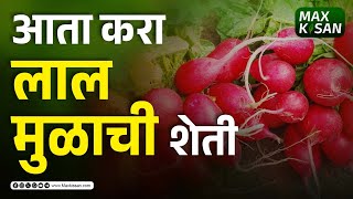 आता करा लाल मुळाची शेती | Max Kisan | Red Radish Farming