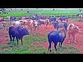 TREINO de RODEIO na CIA SANTA CECILIA (Aparecida do Taboado-MS) 2022