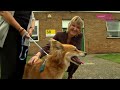 cancer detecting dogs part 1 extraordinary dogs