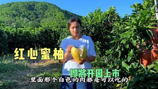 山里种植几十亩的红心蜜柚，号称柚子界的天花板，即将开园上市了