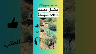 مشتل معتمد  #pépinière #أربوزانا #مشتل  #المغرب  #شتلات # #اكسبلور  pépinière maroc  #arbikouina