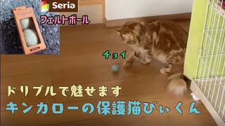 ＃9保護猫びぃ君☆フェルトボールに夢中☆