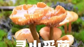 又到寻山采菌时，雨天采菌 沉浸式 采蘑菇 解压 助眠 飞猫