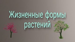 Жизненные формы растений